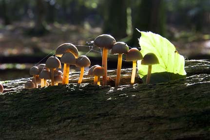 Backlight Fungi