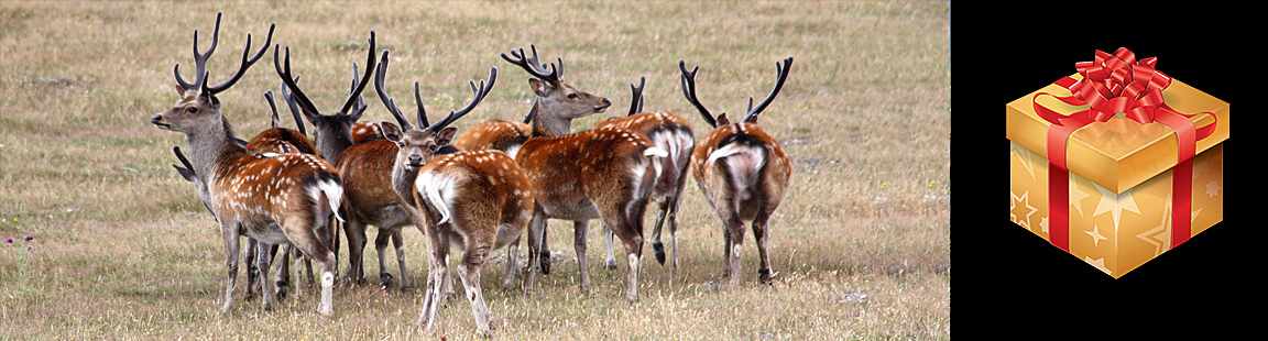 Deer