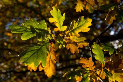 Autumn Leaves