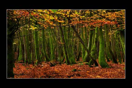 Moss on Trees