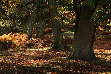 Forest Scene