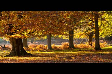 New Forest