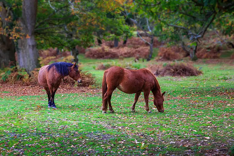 New Forest Photography Course